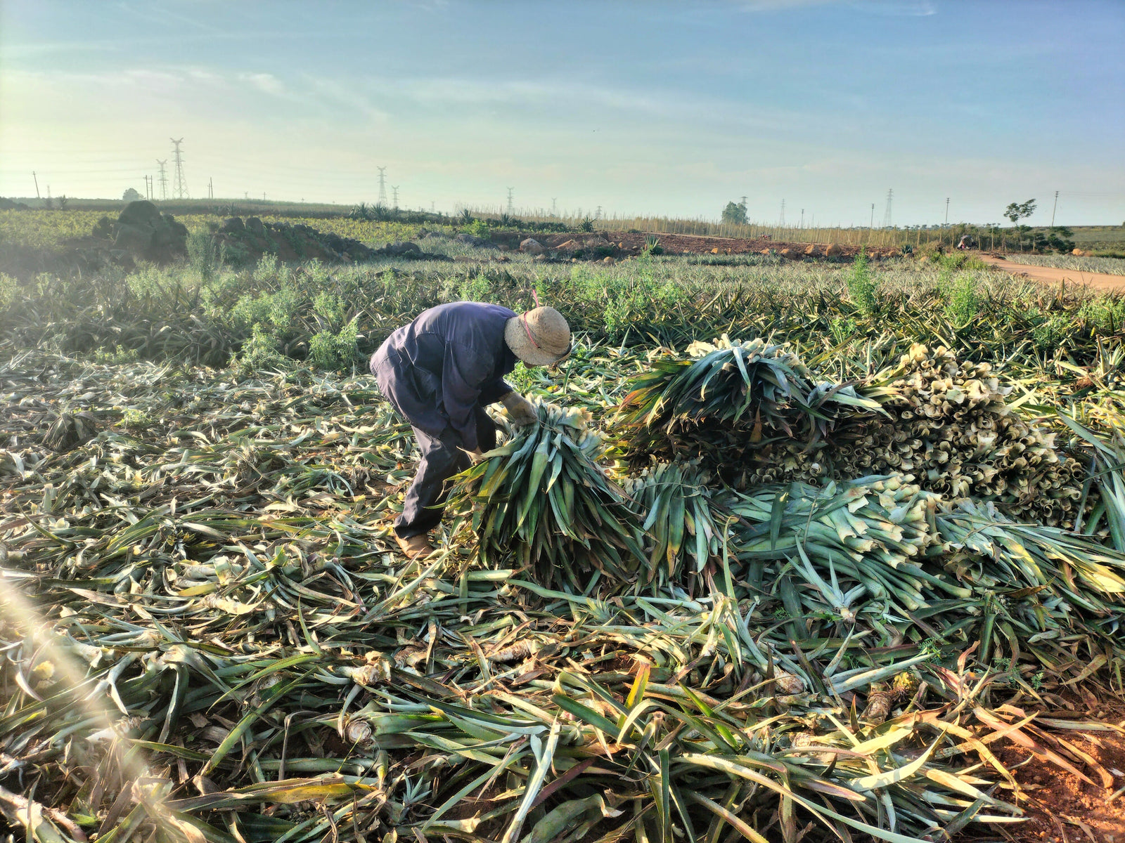 5 Surprising facts about pineapple leather: The plant-based leather revolution